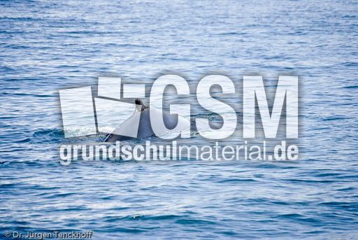 Buckelwal (47 von 57).jpg